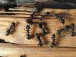 Eliminate’Em Pest Control Services Warns Homeowners Of Active Spring...